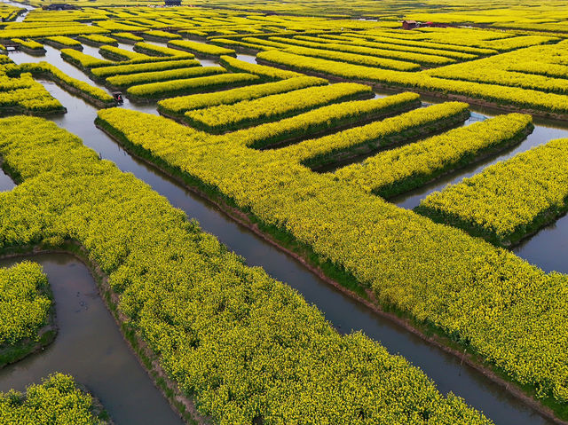 Endless Yellow Blossoms in a Waterway Labyrinth 