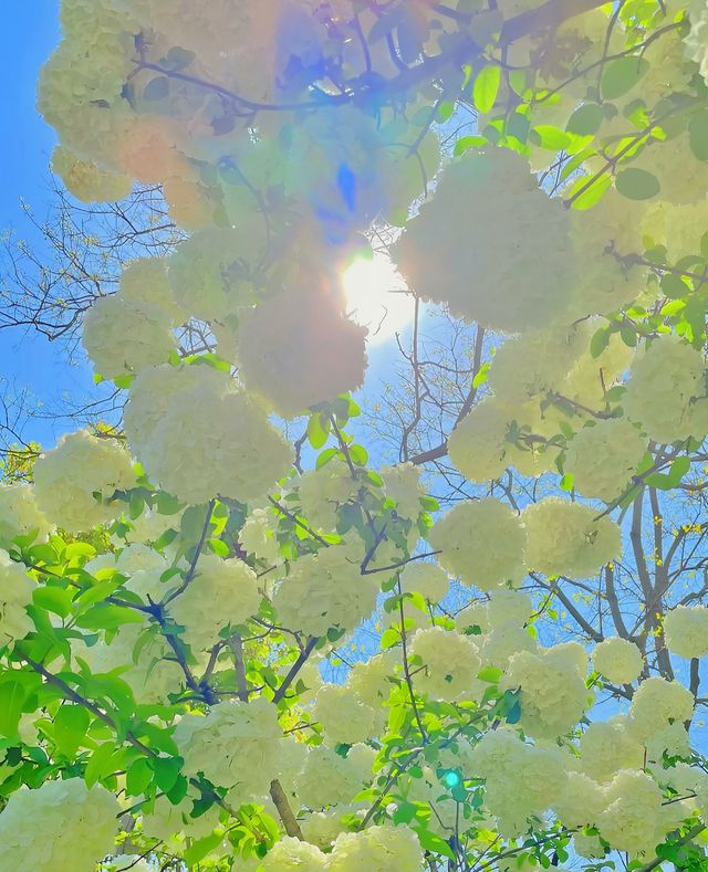 桐鄉繡球花海。
桐鄉繡球花打卡一日遊