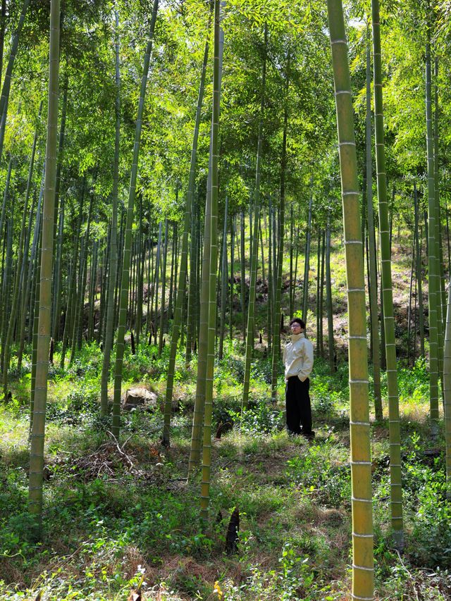以為臨平公園夠美了！直到去了湖州杜鵑花海