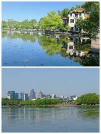 西湖賞花｜孤山公園杜鵑花滿開啦4月17日杭州剛回