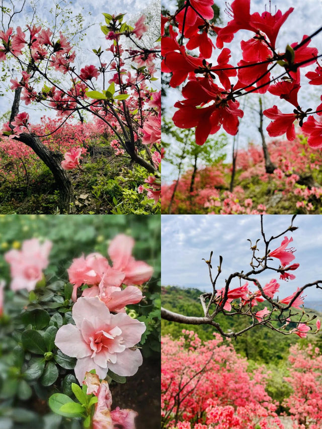 超驚艳的五一德清賞花攻略