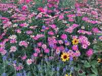 🌺 維多利亞公園花卉展：悠閒賞花的好去處