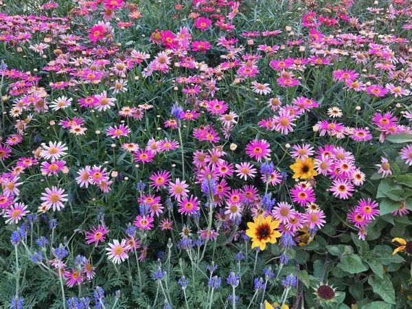🌺 維多利亞公園花卉展：悠閒賞花的好去處