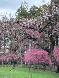 🌸札幌圓山公園 | 赴一場浪漫櫻雪之約