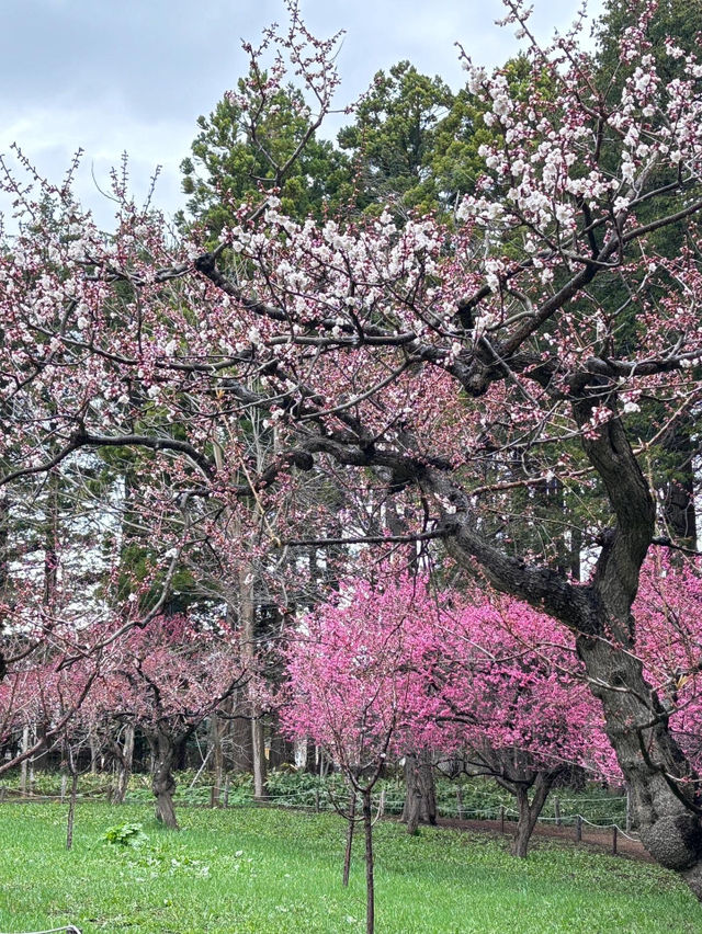 🌸札幌圓山公園 | 赴一場浪漫櫻雪之約