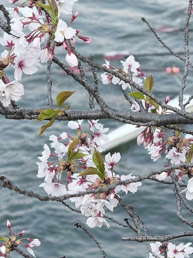🌸大阪櫻之宮，抓住2025櫻花的浪漫尾巴