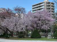 🌸邂逅札幌中島公園的櫻花驚喜