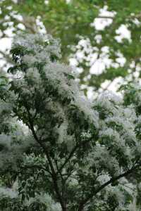 北京落雪？不，那是流蘇開花了！