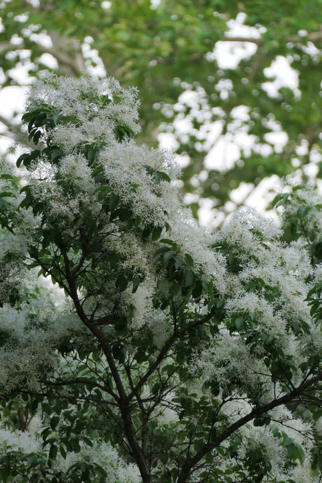 北京落雪？不，那是流蘇開花了！