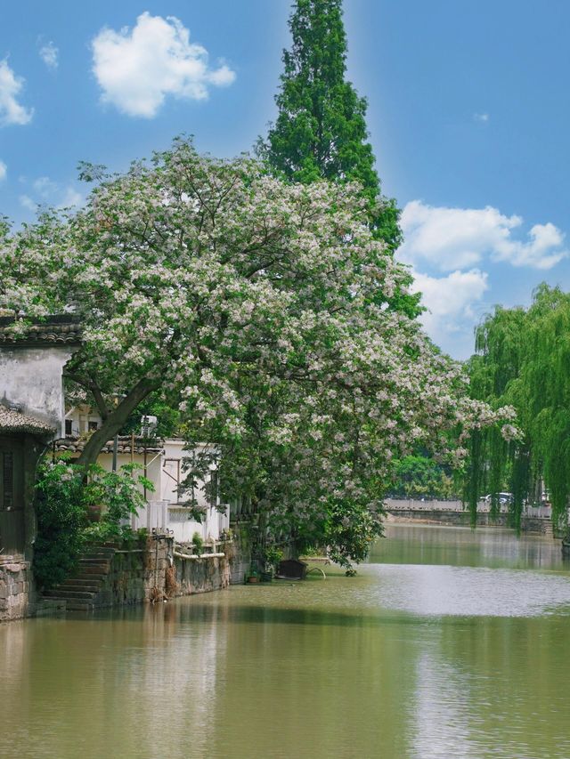 【五一避人潮指南】探秘海寧長安：千年古鎮的靜謐之美