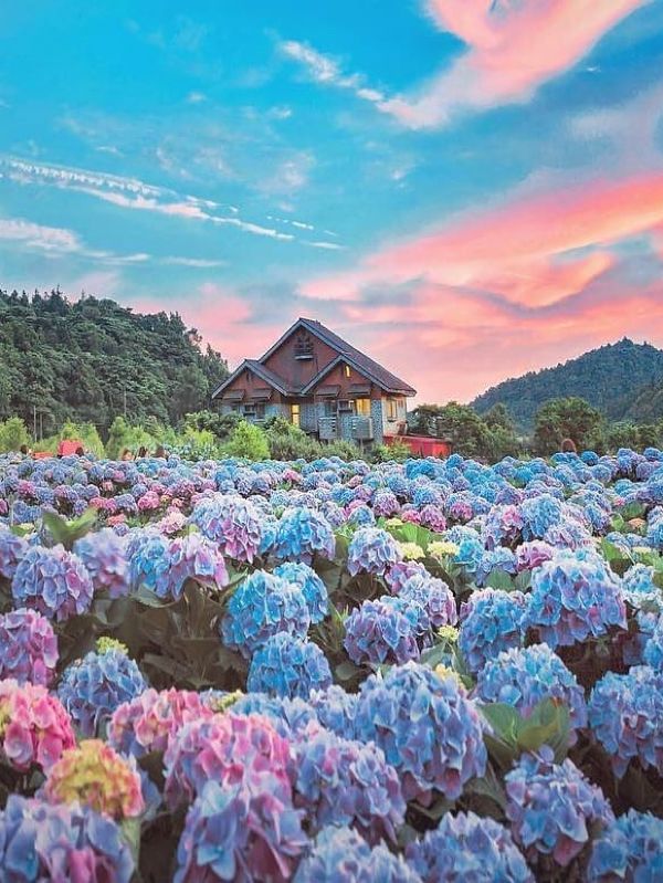 去台灣，千萬不能錯過這片繡球花海