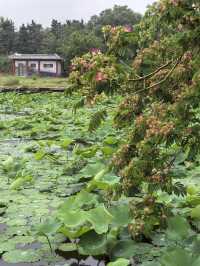 雨中漫遊圓明園，邂逅合歡花與荷花的詩意