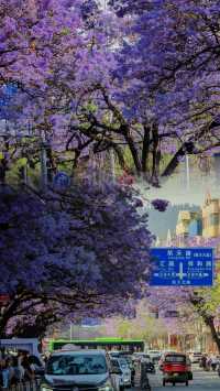 川西．西昌藍花楹嘅浪漫，你確定唔嚟睇下？