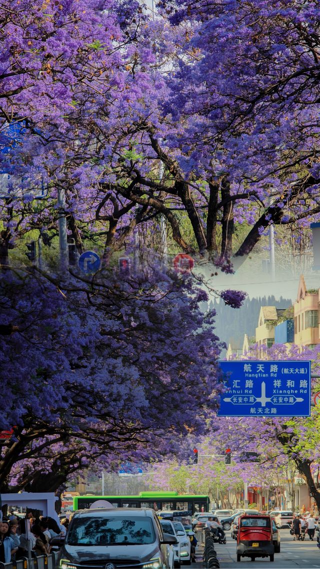 川西．西昌藍花楹嘅浪漫，你確定唔嚟睇下？
