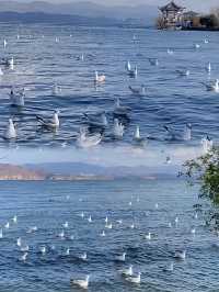 計劃7月第一次大理洱海遊玩攻略，睇呢篇就夠啦！！！