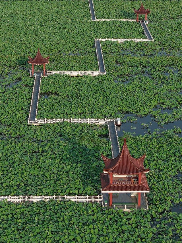 收藏金湖荷花蕩全攻略｜萬畝荷田點樣玩？