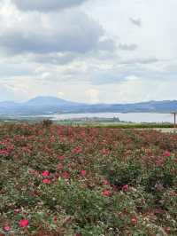 暑假親子遊|彌勒太平湖森林公園(附攻略)