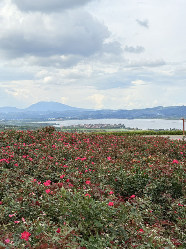 暑假親子遊|彌勒太平湖森林公園(附攻略) 暑假親子遊|彌勒太平湖森林公園(附攻略)