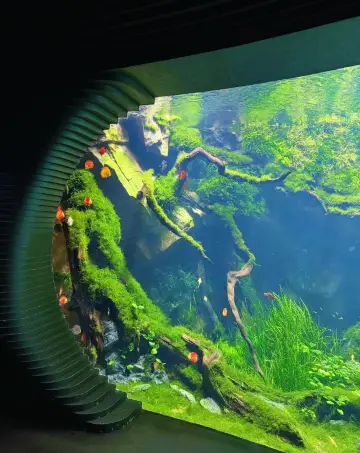 Thought the aquarium was already beautiful, until I arrived at the Underwater Forest