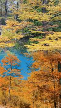 吸一口值千金！金錢松公園的秋天是天然氧吧