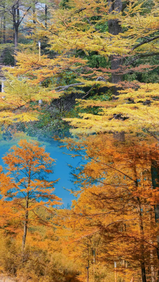 吸一口值千金！金錢松公園的秋天是天然氧吧