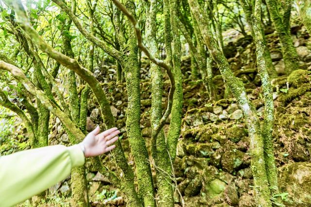 兩大茶園PK！貴州松桃vs廣東潮州，你更愛哪個？