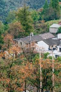 秋日限定橙色，上海周邊三片柿子林