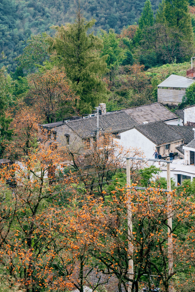 秋日限定橙色，上海周邊三片柿子林