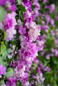 絕美花海打卡地桂花園蒜香藤驚艷綻放
