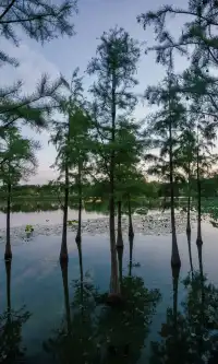 10.17上海小眾粉黛公園沒想到這麼美!!
