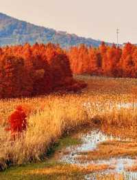 蘇州有自己的阿勒泰