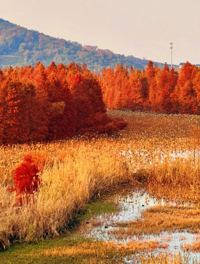 蘇州有自己的阿勒泰 蘇州有自己的阿勒泰