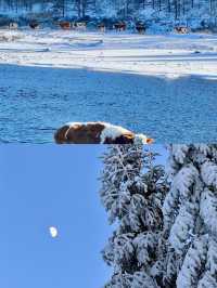 冬日呼倫貝爾雪原行