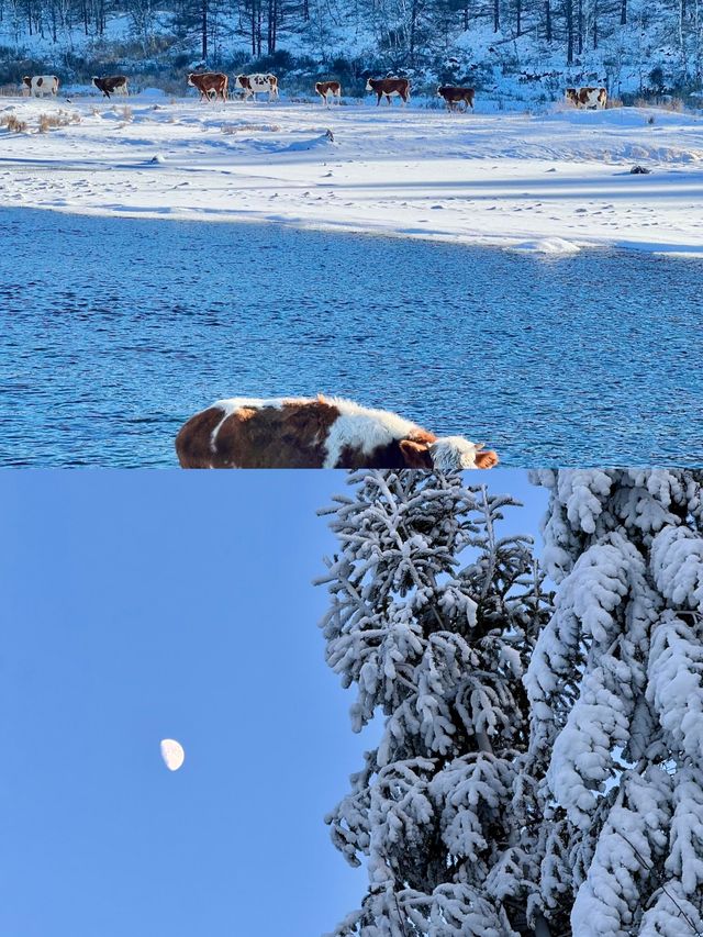 冬日呼倫貝爾雪原行 冬日呼倫貝爾雪原行