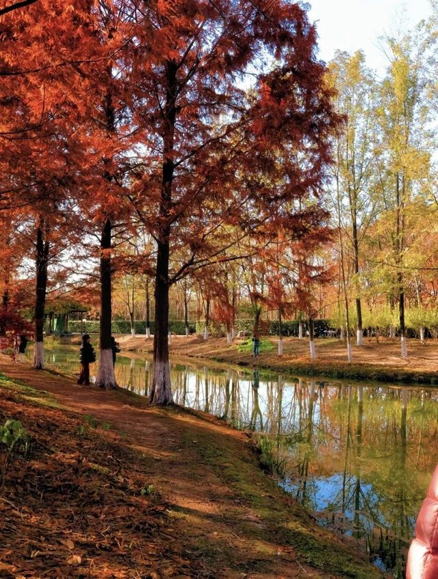 秋日限定西安浐灞濕地公園美翻了免費童話秘境打卡攻略 秋日限定西安浐灞濕地公園美翻了免費童話秘境打卡攻略