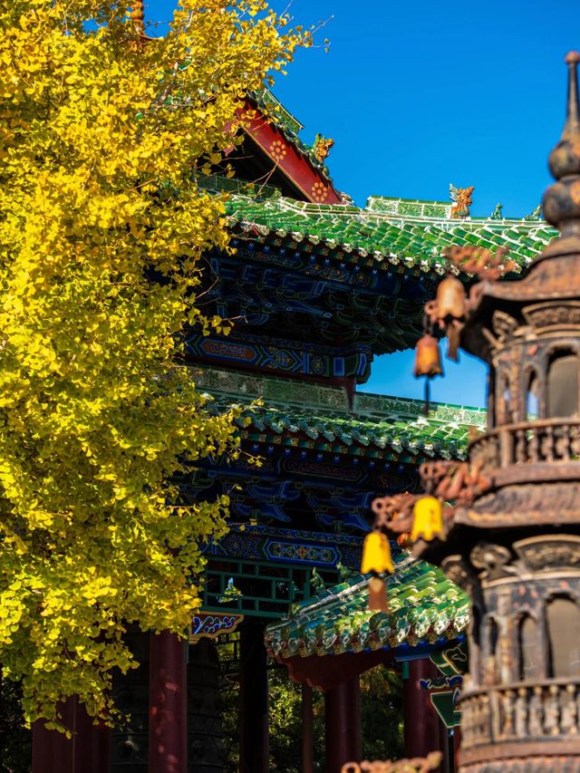 五老峰·秋|運城「雲端金脊」上線! 五老峰·秋|運城「雲端金脊」上線!