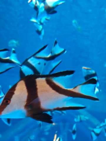 深圳海底世界必打卡~小梅沙海洋館