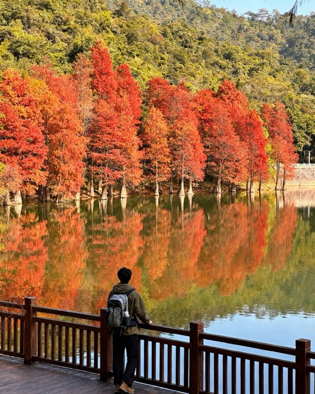 11月廣東必衝!4個零踩雷賞秋地 11月廣東必衝!4個零踩雷賞秋地