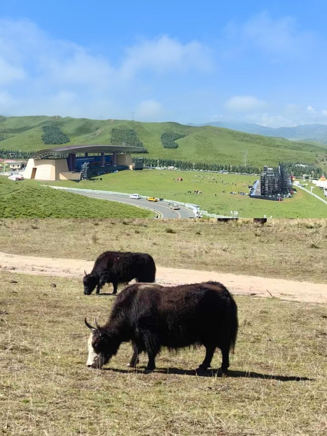 甘南秘境：當周草原的四季變幻