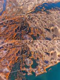 金色童話胡楊林秘境