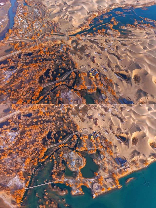 金色童話胡楊林秘境 金色童話胡楊林秘境