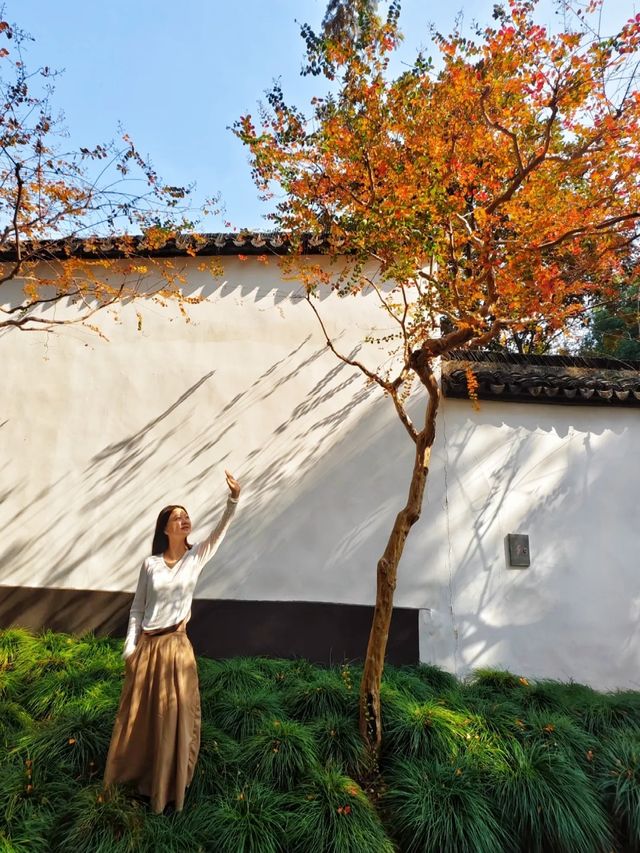 醉白池公園,白牆黛瓦間,一樹火紅的烏桕,絕美 醉白池公園,白牆黛瓦間,一樹火紅的烏桕,絕美