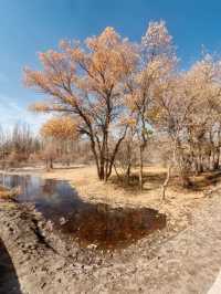 絕美秋色！在金塔胡楊林邂逅金色童話