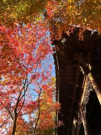 南京真的不顧人死活落羽杉比梧桐還要美