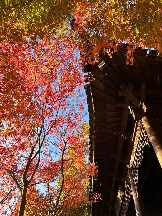 南京真的不顧人死活落羽杉比梧桐還要美