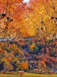 徐州私藏秋景｜馬陵山避世賞楓攻略