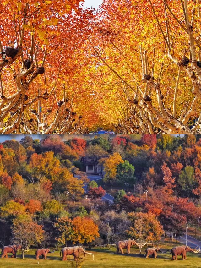徐州私藏秋景｜馬陵山避世賞楓攻略