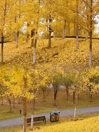 地鐵直達今年最喜歡的銀杏林出現了！封神級的金色童話世界