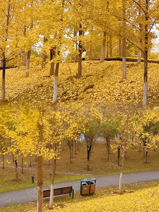 地鐵直達今年最喜歡的銀杏林出現了！封神級的金色童話世界