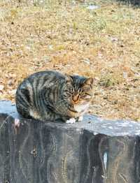 瀋陽冬日限定！北陵日落把皇家園林染成暖金